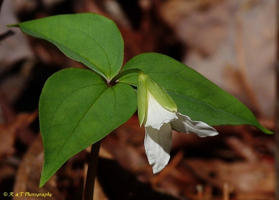 {Trillium persistens}